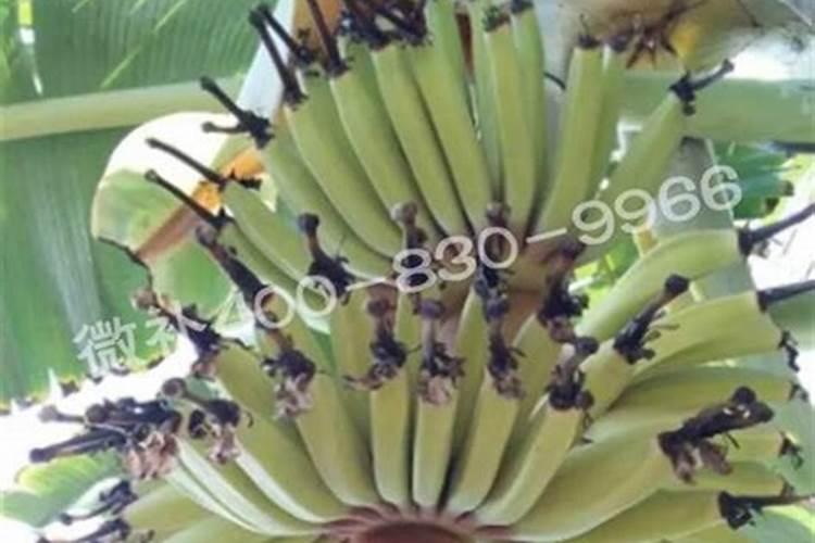 香蕉南天黄品种种植特性
