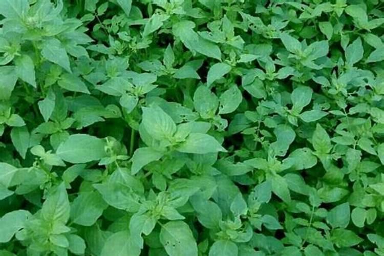 荆芥用什么肥料好,如何施肥请问盆栽大叶荆芥开花后需要施肥吗施什么肥...