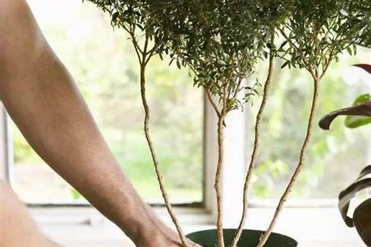 移裁花草多久施肥好 移植花草后何时施肥最适合？