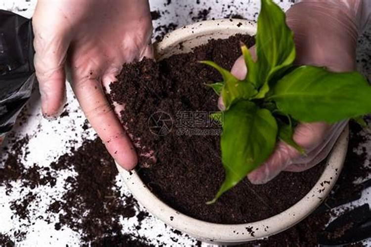 茶花移栽后多久上肥 茶花移栽后何时施肥