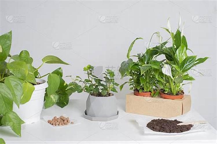 刚移植的花草可以施肥吗？