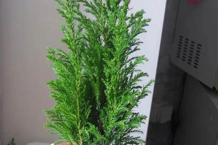 蓝妖:小香松怎么养？做好这6点小香松越养越好