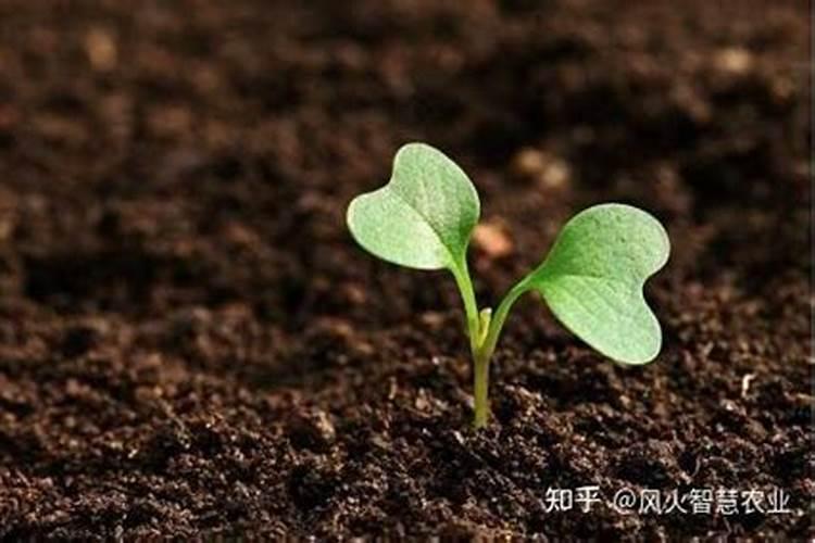 氮肥适合什么农作物,氮肥属于哪种肥料