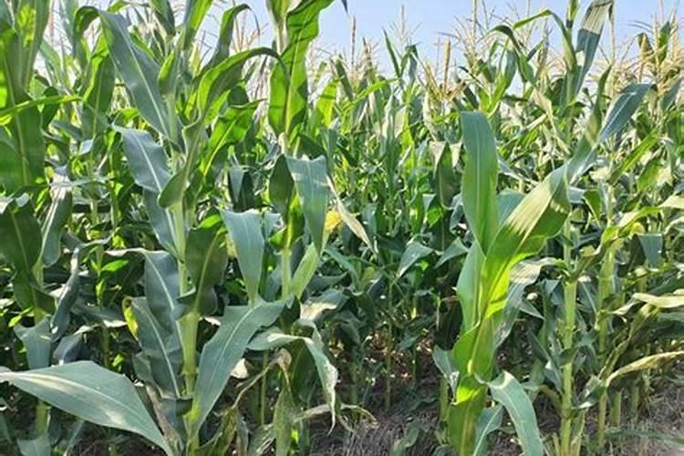 玉米用什么叶面肥好