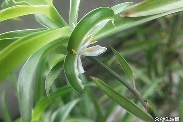 磷酸二氢钾养吊兰半年挂满小吊兰