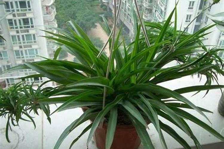 养吊兰有3个小方法,照着做“不干尖、不黄叶”, 直冒小崽子