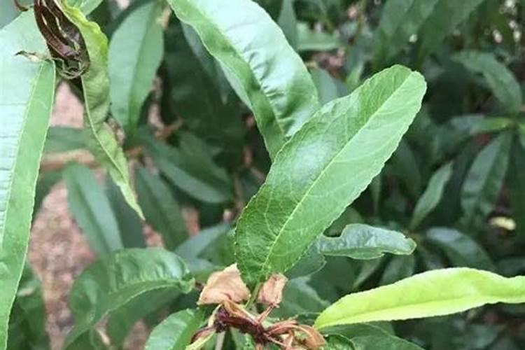 苹果树补钙的叶面肥有哪些苹果树叶面肥一年喷几次都喷什么肥