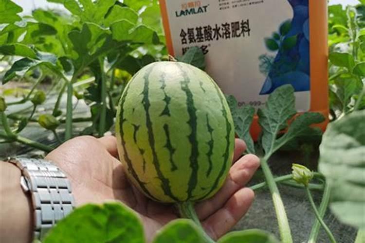 西瓜皮的营养价值及功效作用有哪些？