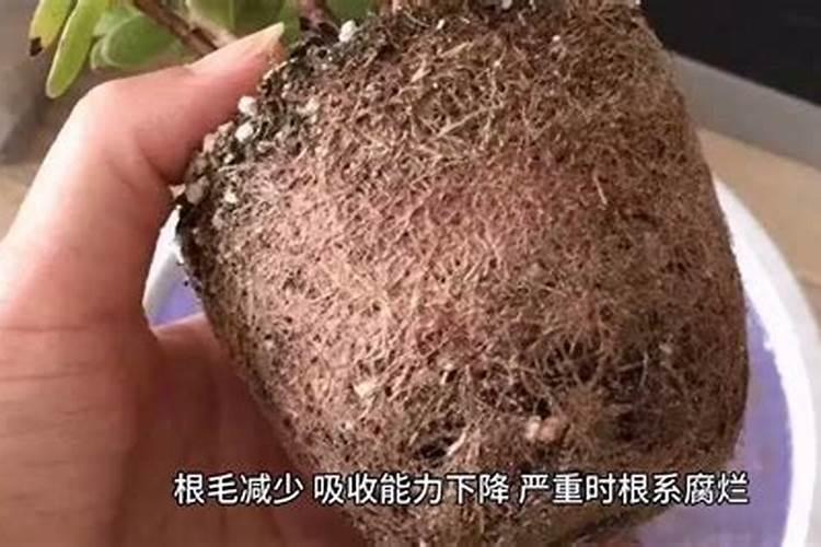 花草因为用肥料过多叶片枯萎,叶尖变焦,如何拯救？？？