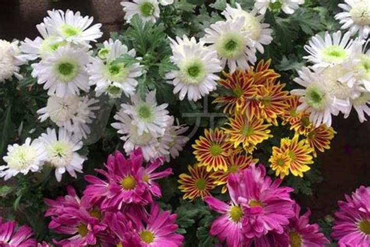 菊花施肥方法,用什么肥好