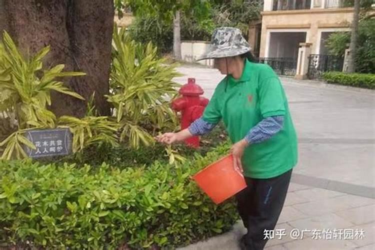 庭院绿化种下多久施肥