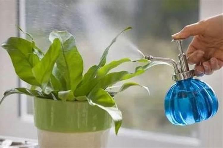 茶花怎样养护？
