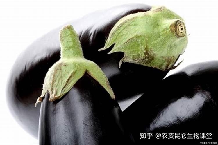 茄子如何快速膨果