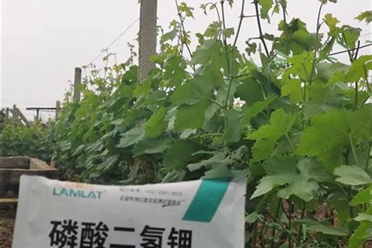 水溶肥在葡萄如何使用？
