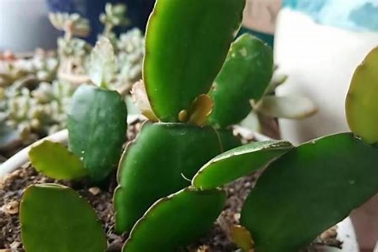 刚成活的小蟹爪兰施什么肥