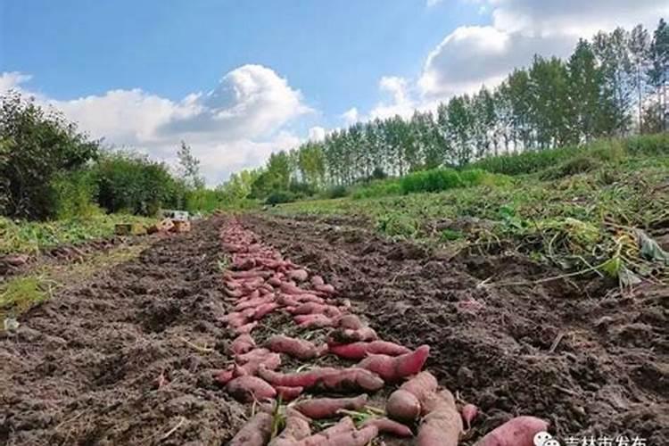 番薯种植需要什么条件 附种植方法