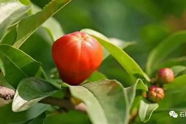 辣椒施肥要哪种肥比较好