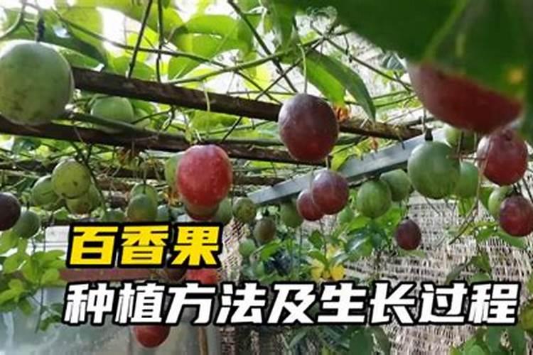 种百香果隔多少天施一次肥