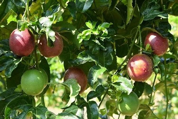 百香果什么时候施肥 种植百香果什么时间施肥最好