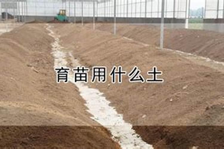 种朝天椒用什么肥料好