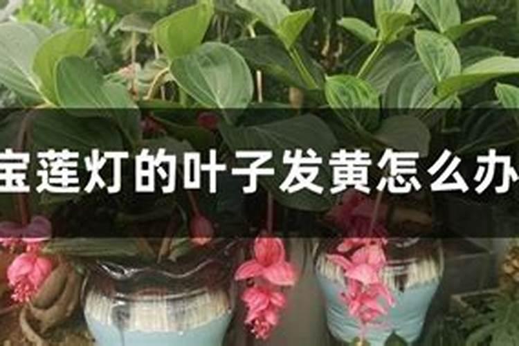 宝莲灯叶子卷边是什么原因及解决方法