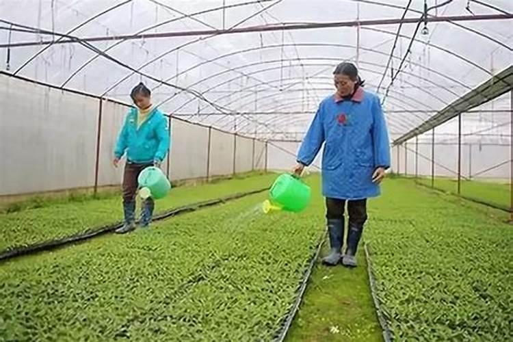青菜叶子变紫红色了怎么办？