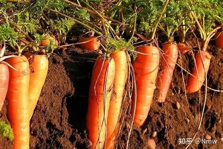 红薯苗长出地面喷什么叶面肥最好？