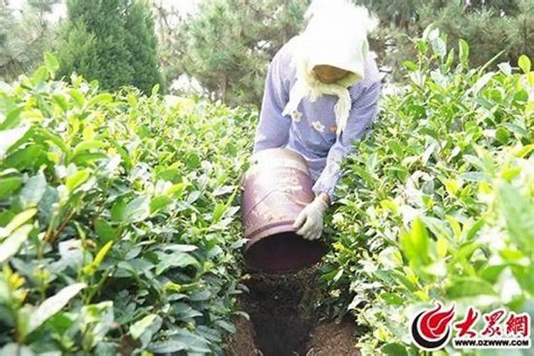 种茶叶用什么肥