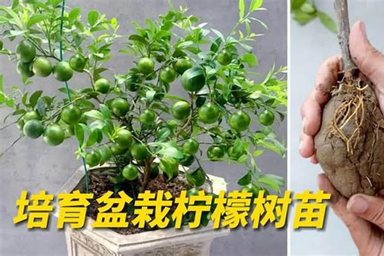 柠檬树,哪位老师看看这怎么回
