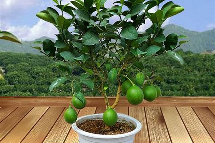 柠檬怕冻吗