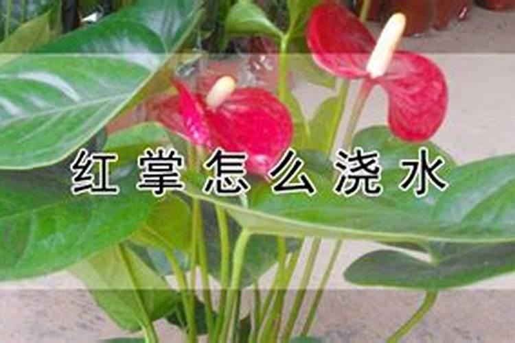 红掌怎么施肥