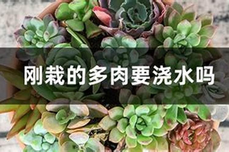 刚刚上盆的多肉什么时候施肥