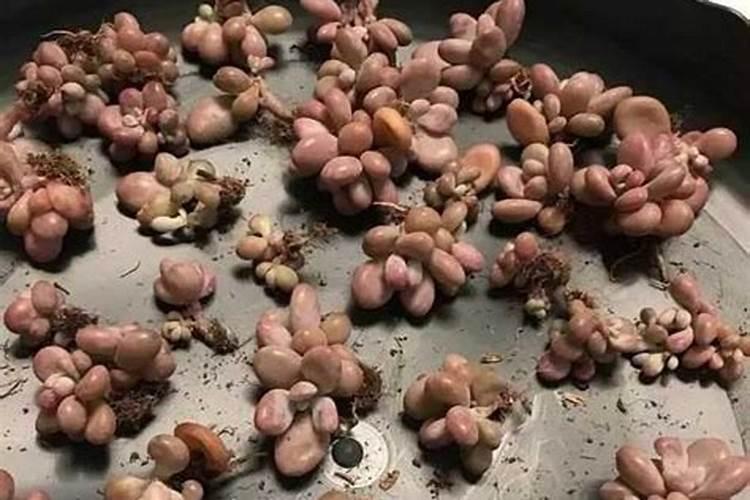 多肉植物刚栽种后要不要施肥