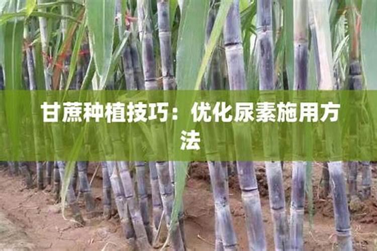 尿素肥料的正确使用方法