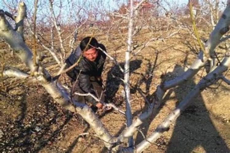 刚种植的李子树应该施些什么肥