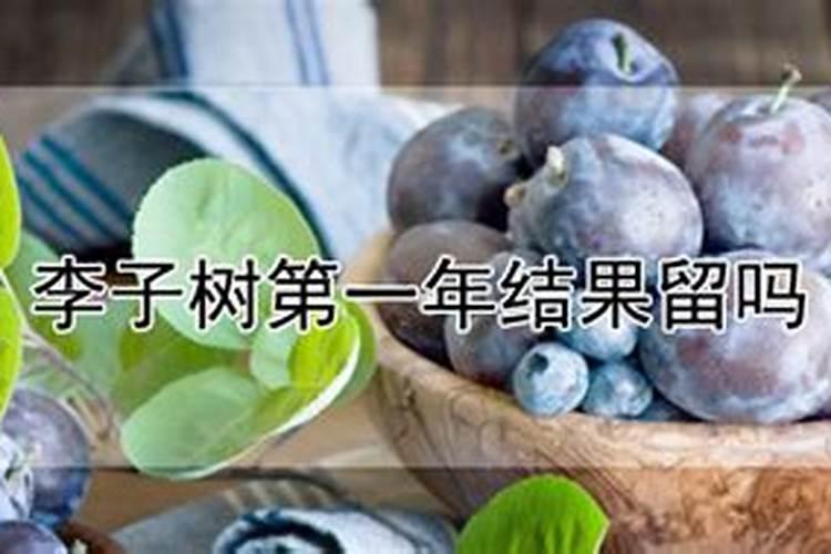 李子树施什么肥好