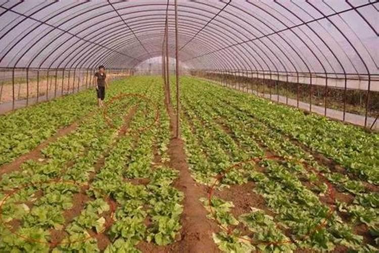 磷肥放多了会烧根吗