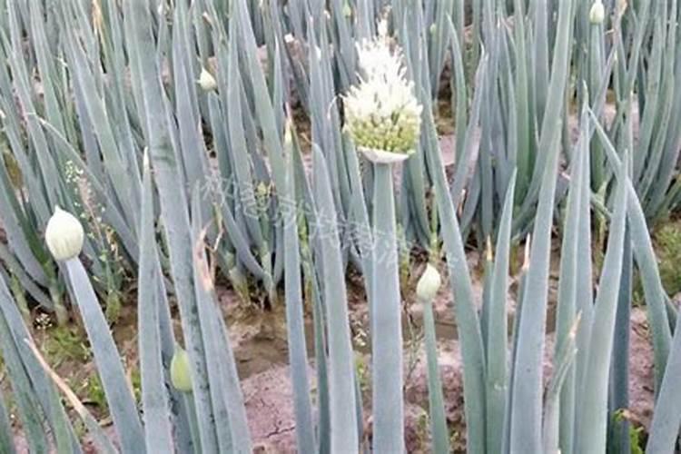 香菜怎样种不抽苔