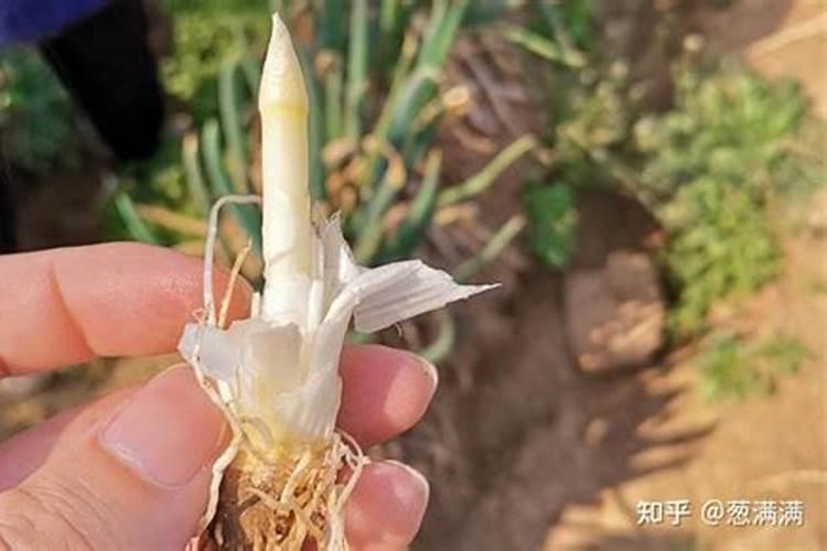 葱怎么种长得好