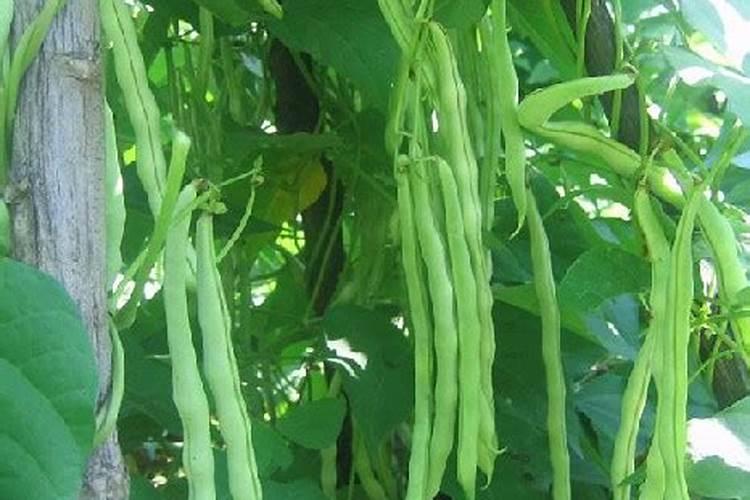 豆角施用水溶肥料技巧有哪些？