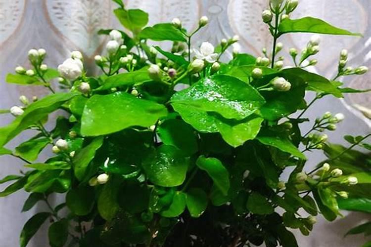 大姜喜欢什么肥料