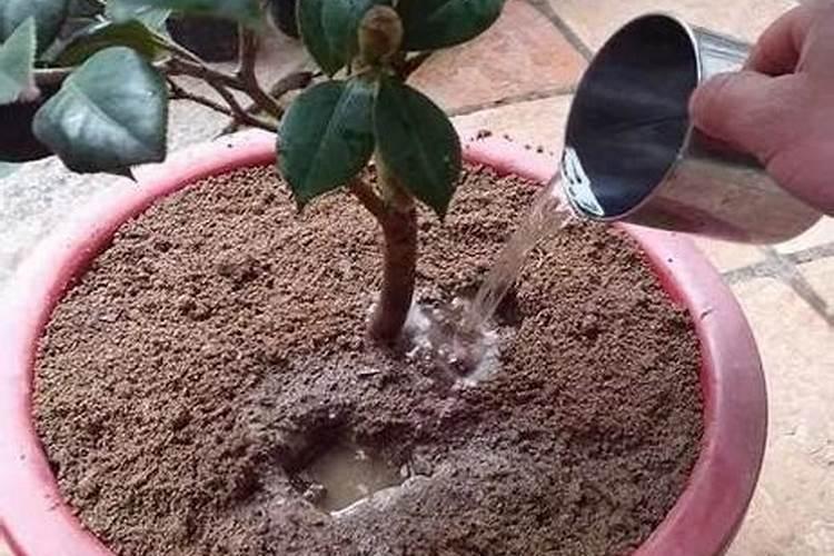 怎么给花补氮肥