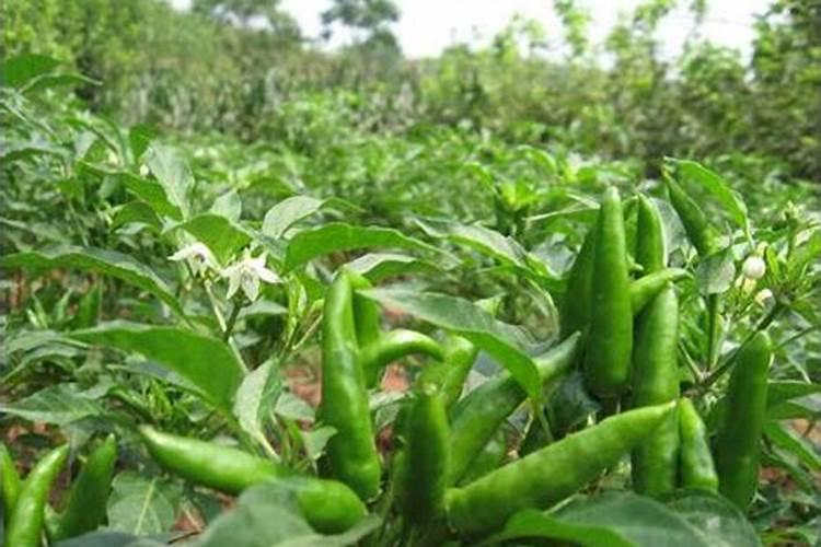 黄瓜定植后促生根方法 黄瓜秧苗几天浇一次水