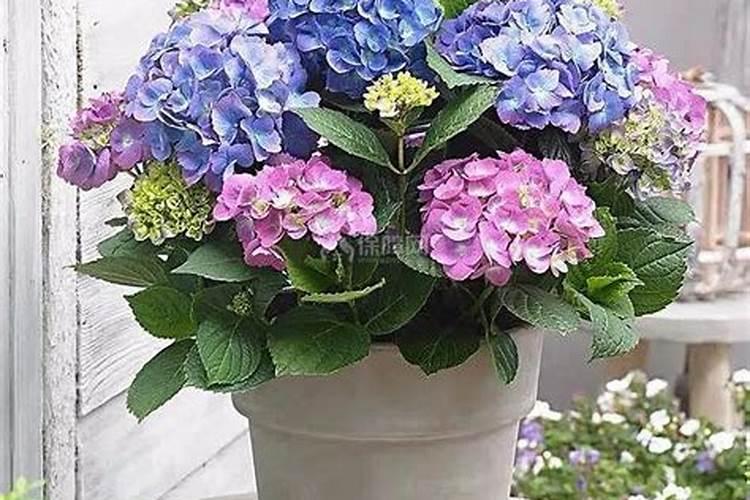 绣球花有毒吗 适合在室内养吗