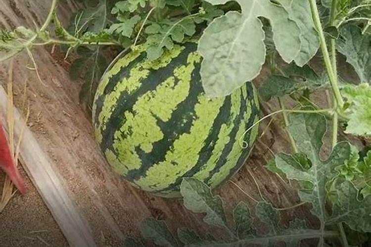 西瓜用什么肥料最好