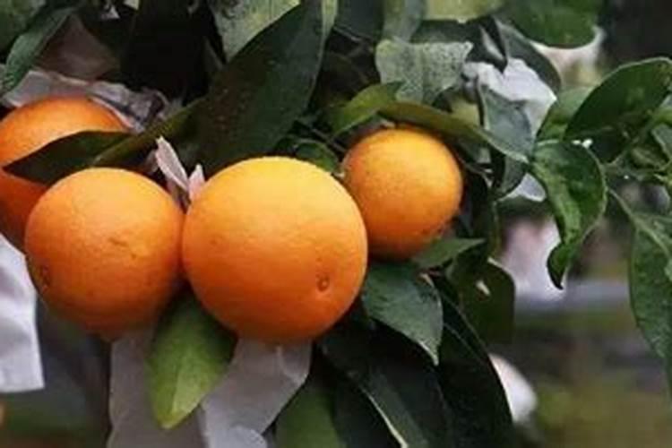 柑橘在落果结束以后,怎么样进行水肥管理？
