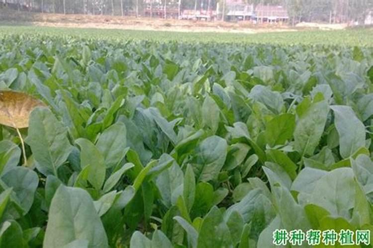 种植菠菜怎么施肥该施什么肥料
