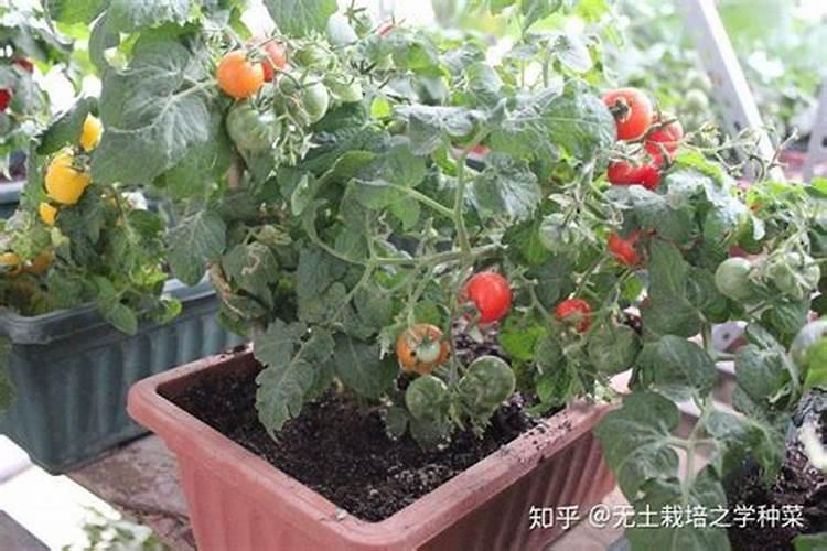 白菜叶面肥的使用方法