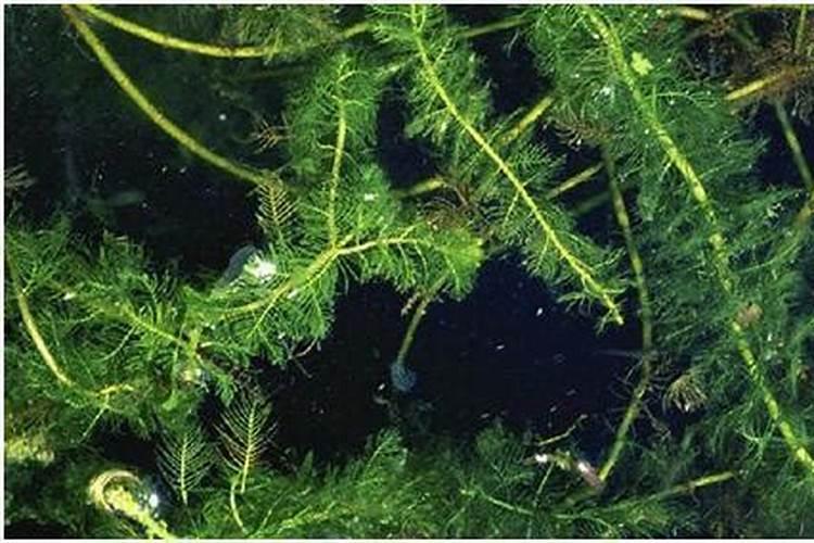 腐植酸、氨基酸、海藻素和鱼蛋白