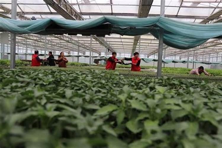 冲施肥怎么分辨质量好坏